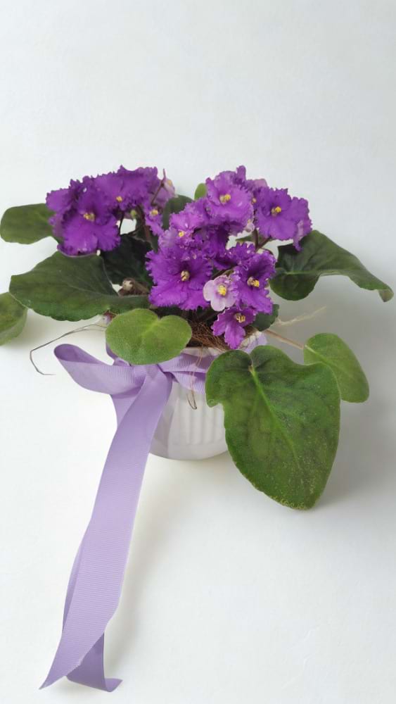 African Violet Plant