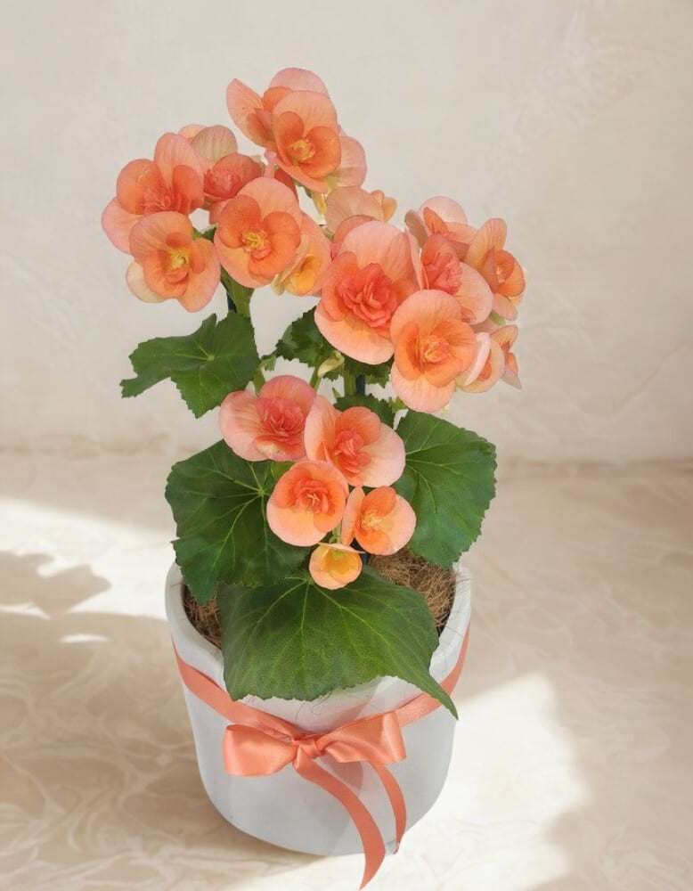 Potted flowering Begonia from Poppyâ€™s of Thirroul