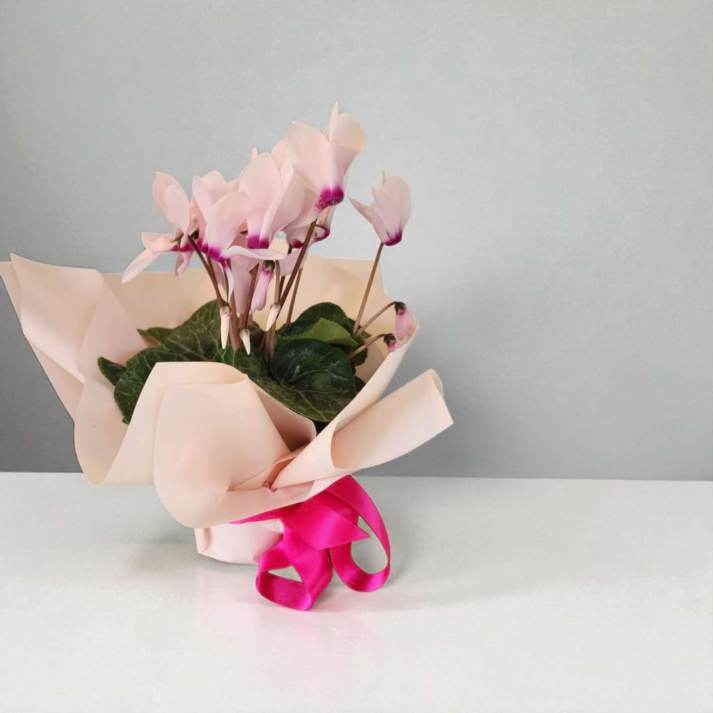 Cyclamen